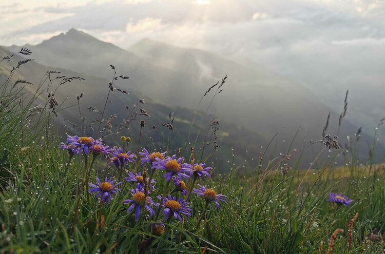 Almwiese mit Blumen im Gschnitztal